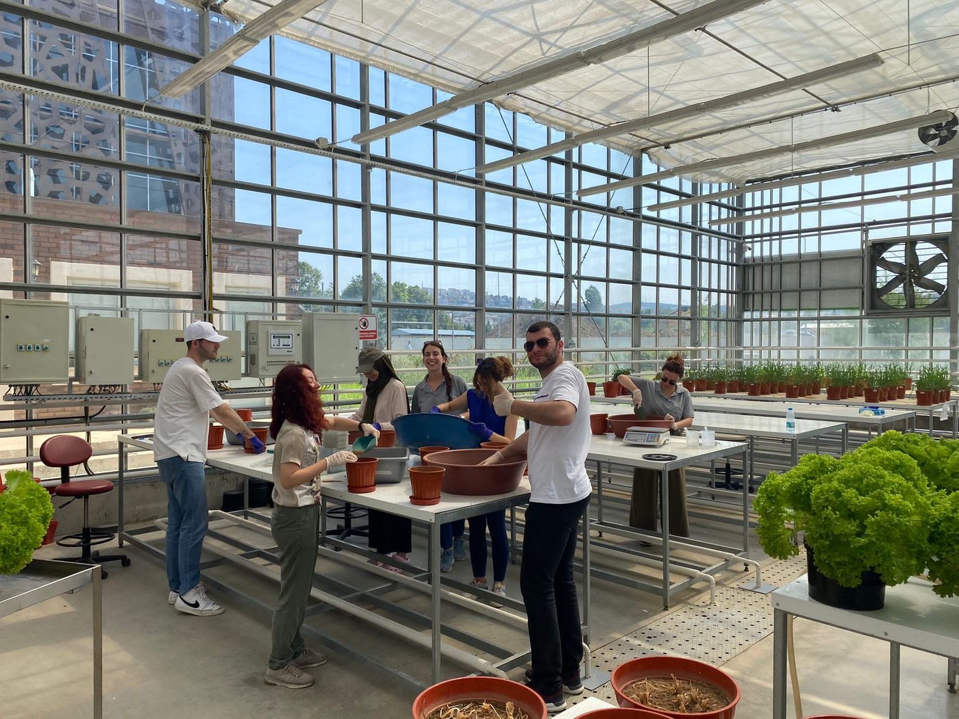 Setting up a greenhouse trial