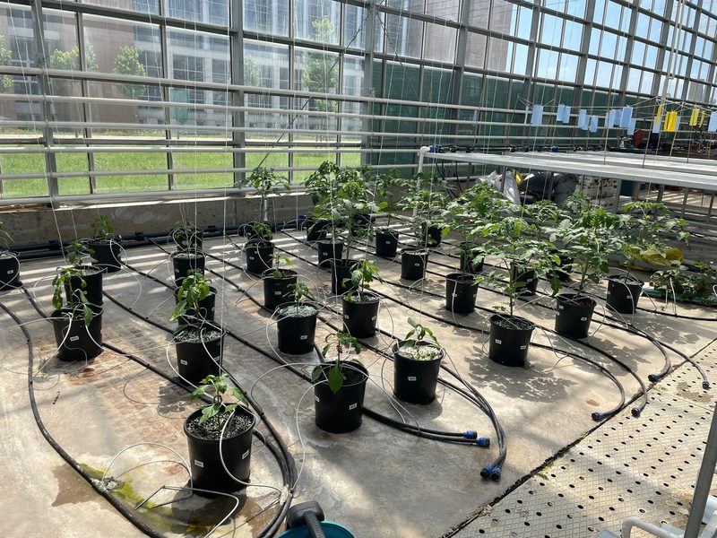 Tomato and pepper trial