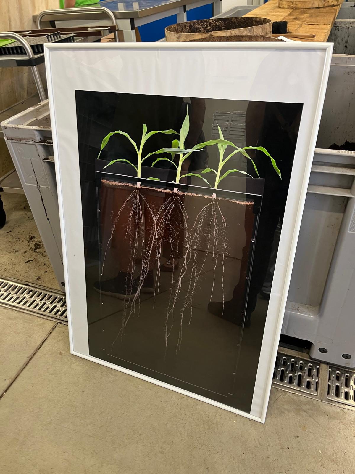 Rhizobox display at IPK